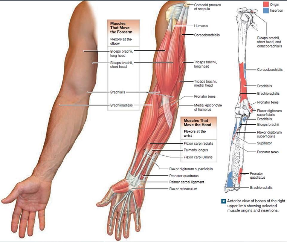 anatomia bicepsa